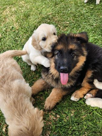 German Shepherd Dog (Long Stock Coat) for sale by GOULDRIDGE