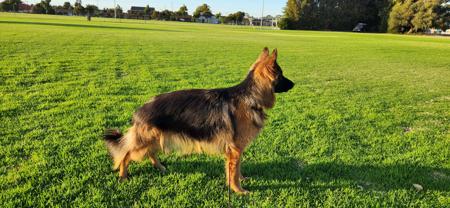 German Shepherd Dog (Long Stock Coat) for sale by GOULDRIDGE