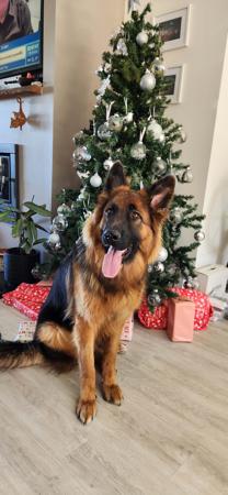 German Shepherd Dog (Long Stock Coat) for sale by GOULDRIDGE