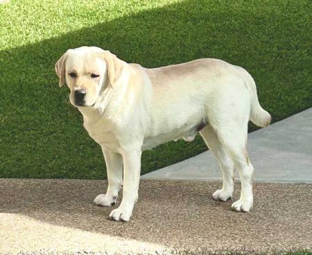 Labrador Retriever for sale by MAZZAS