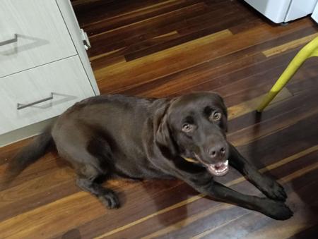 Labrador Retriever for sale by MAZZAS