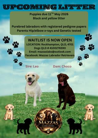 Labrador Retriever for sale by MAZZAS