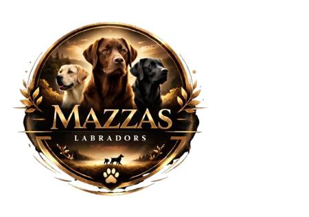 Labrador Retriever for sale by MAZZAS