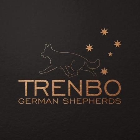German Shepherd Dog for sale by TRENBO