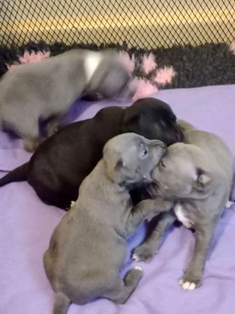 Staffordshire Bull Terrier for sale by DAZZELBLUE