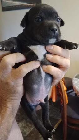 Staffordshire Bull Terrier for sale by DAZZELBLUE