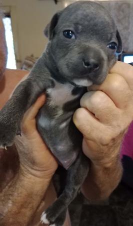 Staffordshire Bull Terrier for sale by DAZZELBLUE