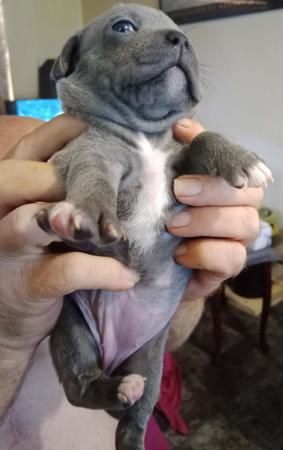 Staffordshire Bull Terrier for sale by DAZZELBLUE