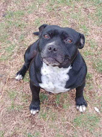 Staffordshire Bull Terrier for sale by DAZZELBLUE