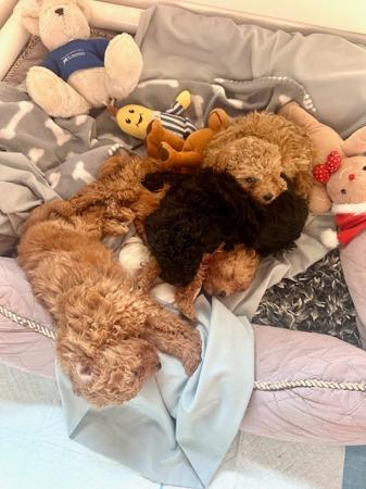 Poodle (Toy) for sale by WEEMALATOY