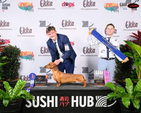 Dachshund (Smooth Haired) for sale by THEOUTLOOK