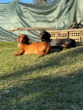 Dachshund (Smooth Haired) for sale by THEOUTLOOK