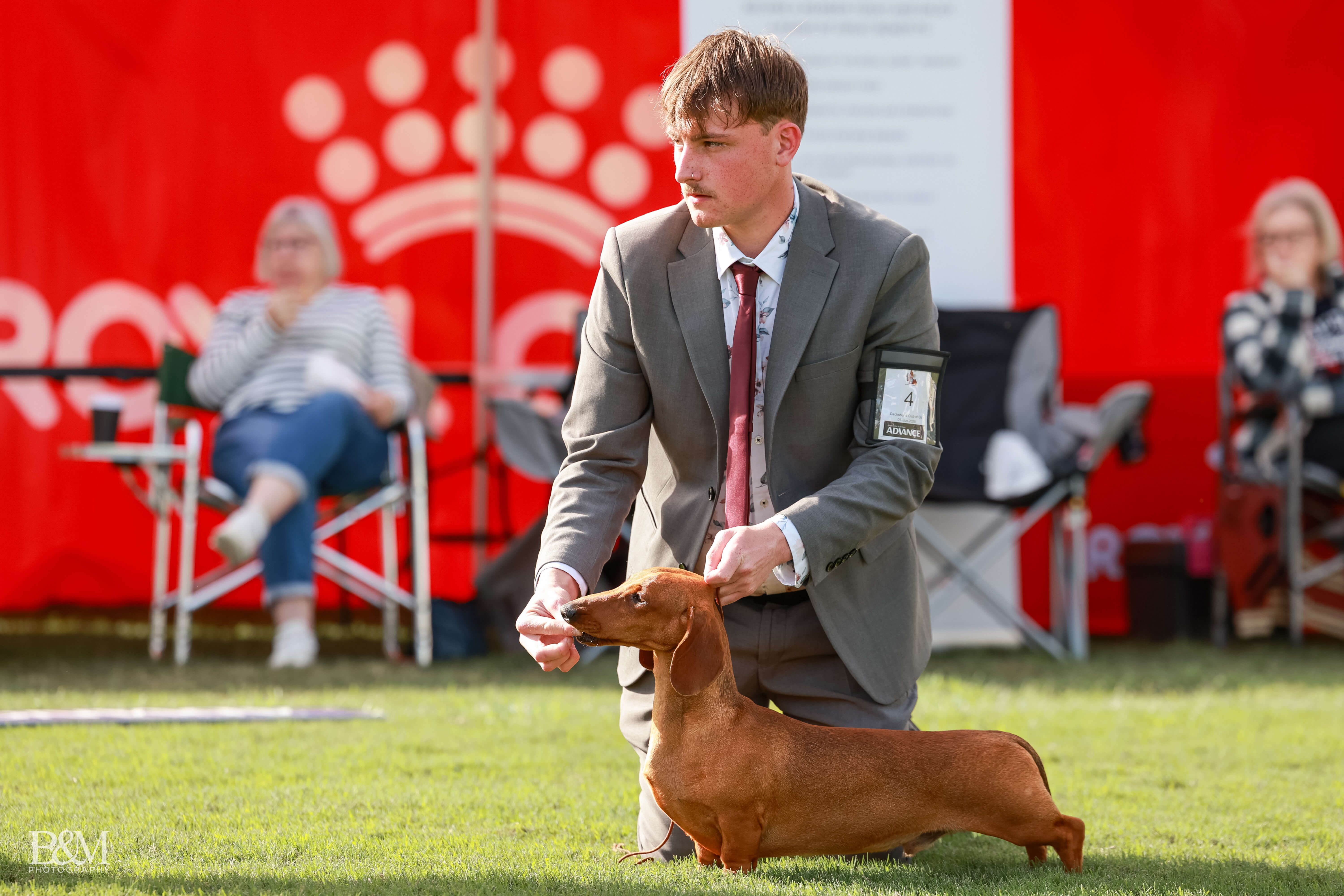 Dachshund (Smooth Haired) for sale by THEOUTLOOK1