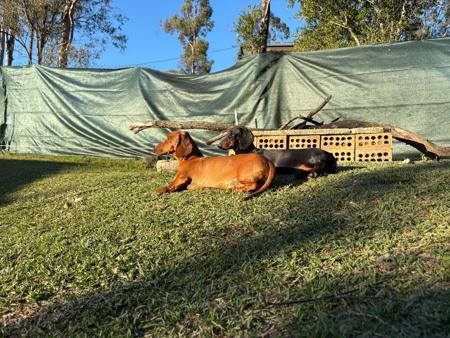 Dachshund (Smooth Haired) for sale by THEOUTLOOK