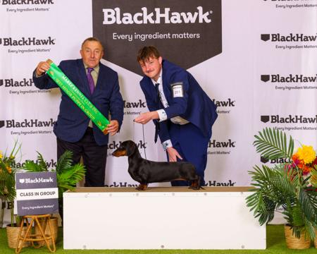 Dachshund (Smooth Haired) for sale by THEOUTLOOK