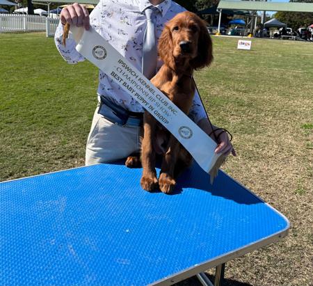 Irish Setter for sale by THEOUTLOOK