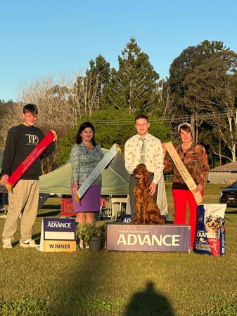 Irish Setter for sale by THEOUTLOOK