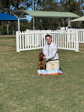 Irish Setter for sale by THEOUTLOOK1