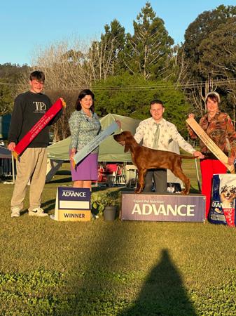 Irish Setter for sale by THEOUTLOOK