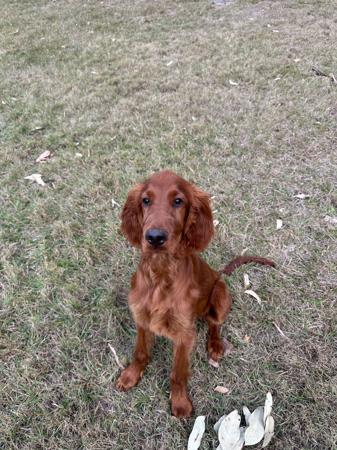 Irish Setter for sale by THEOUTLOOK