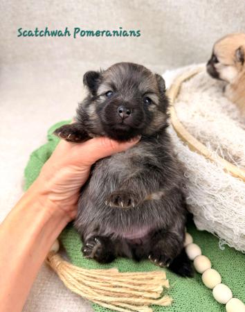Pomeranian puppy for sale by SCATCHWAH