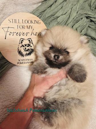 Pomeranian puppy for sale by SCATCHWAH