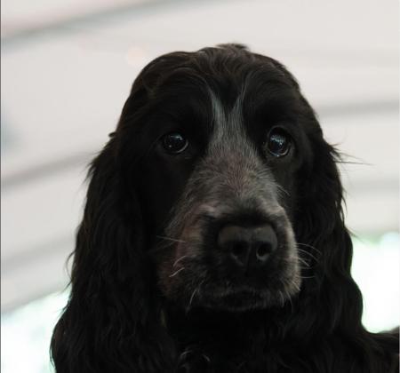 Cocker Spaniel for sale by ALILOU