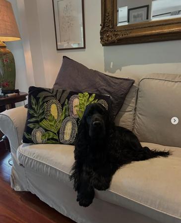 Cocker Spaniel for sale by ALILOU