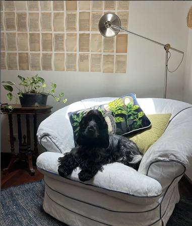 Cocker Spaniel for sale by ALILOU