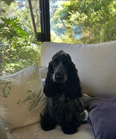 Cocker Spaniel for sale by ALILOU