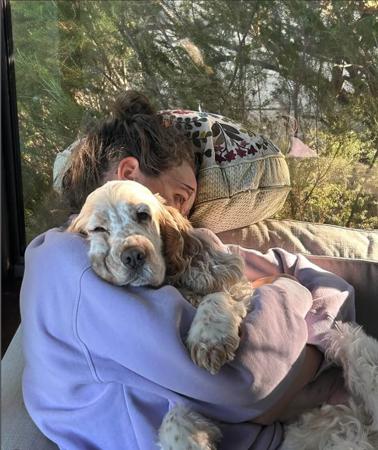 Cocker Spaniel for sale by ALILOU