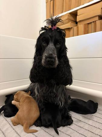 Cocker Spaniel for sale by ALILOU