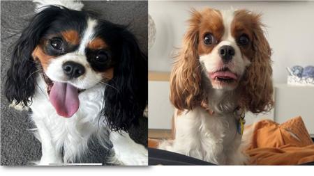 Cavalier King Charles Spaniel for sale by DAZIECAVS