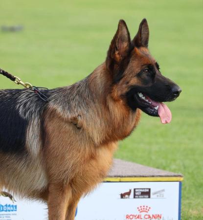 German Shepherd Dog for sale by ILIGDEN