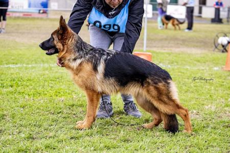 German Shepherd Dog for sale by ILIGDEN