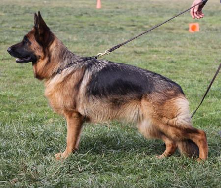 German Shepherd Dog for sale by ILIGDEN