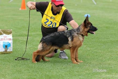 German Shepherd Dog for sale by ILIGDEN