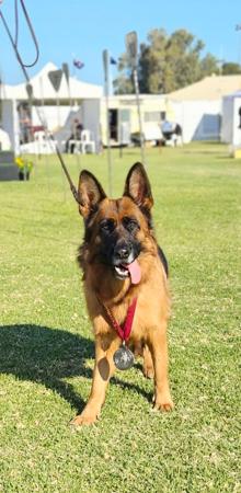 German Shepherd Dog for sale by ILIGDEN