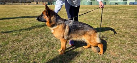 German Shepherd Dog for sale by ILIGDEN