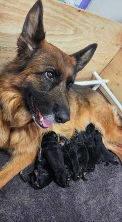 German Shepherd Dog puppy for sale by ILIGDEN