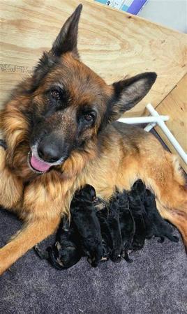 German Shepherd Dog (Long Stock Coat) for sale by ILIGDEN