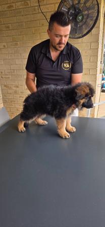 German Shepherd Dog (Long Stock Coat) for sale by ILIGDEN