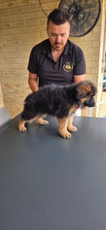 German Shepherd Dog (Long Stock Coat) for sale by ILIGDEN