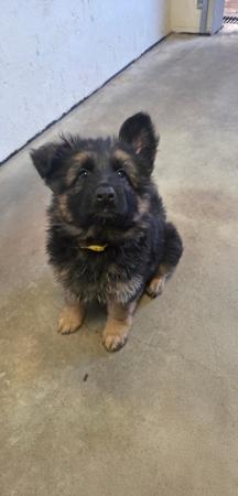 German Shepherd Dog (Long Stock Coat) for sale by ILIGDEN