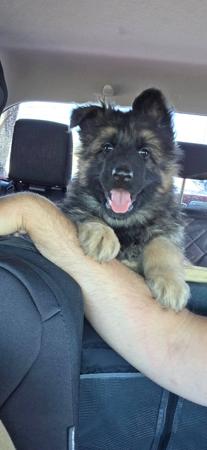 German Shepherd Dog (Long Stock Coat) for sale by ILIGDEN