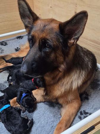 German Shepherd Dog puppy for sale by ILIGDEN
