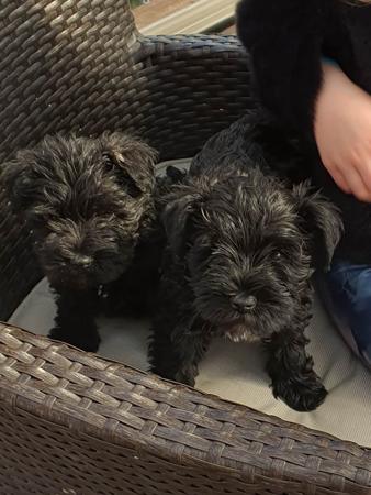 Schnauzer (Miniature) for sale by SCHATZY