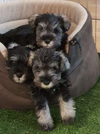 Schnauzer (Miniature) for sale by SCHATZY