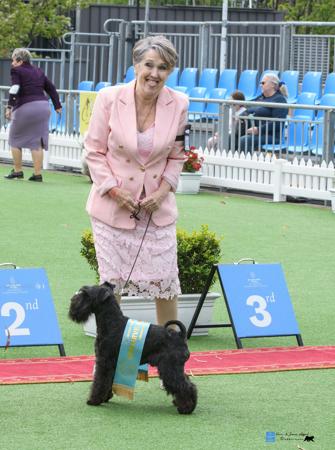 Schnauzer (Miniature) for sale by SCHATZY