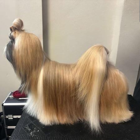 Shih Tzu for sale by ROSTANZA